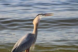 großartig Blau Reiher um das Strand foto