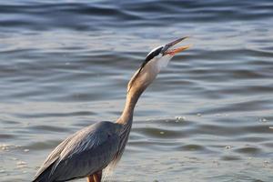 großartig Blau Reiher um das Strand foto