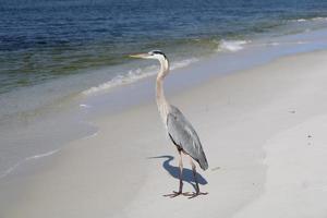 großartig Blau Reiher um das Strand foto