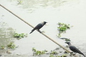 ein Krähe mit ein Stück von Essen im seine Mund bleibt im ein Seil. foto