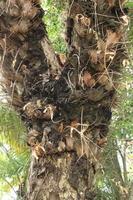 alt lebbeck Baum Stamm, bellen, und Unkraut von Bagerhut, Bangladesch. foto