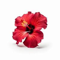 Hibiskus Blume isoliert. Illustration ai generativ foto