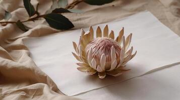 getrocknet Protea Blume mit leer Papier Karte. Luxus Hintergrund. Illustration ai generativ foto