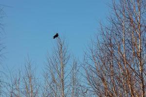 schwarz Krähe Sitzung auf ein Baum Ast gegen das Blau Himmel im Winter foto