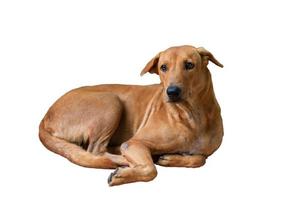 isolierter brauner Hund legt sich auf den Boden auf weißem Hintergrund foto