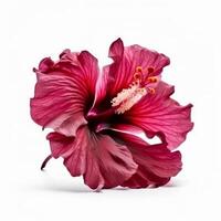 Hibiskus Blume isoliert. Illustration ai generativ foto