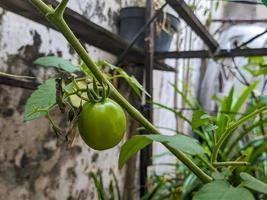 ein schließen oben von Grün Kirsche Tomate oder Cerasiform foto