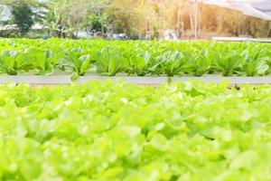 Hydrokulturgemüse aus Hydroponikfarmen frischer grüner Eichensalat wächst im Garten, Hydrokulturpflanzen auf Wasser ohne Boden Landwirtschaft Bio-Gesundheitskost Natur Blatternte Bio foto