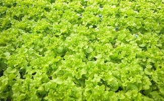 Hydrokulturgemüse aus Hydroponikfarmen frischer grüner Eichensalat wächst im Garten, Hydrokulturpflanzen auf Wasser ohne Boden Landwirtschaft Bio-Gesundheitskost Natur Blatternte Bio foto