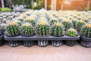 Kaktus Garten , Kaktus Topf schmücken im das Garten, schön Kaktus Bauernhof im Gewächshaus foto