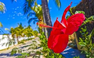 rote schöne hibiskusblütenstrauchbaumpflanze in mexiko. foto