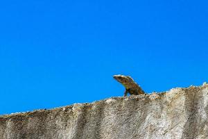 Mexikaner Leguan Lügen auf Mauer im Natur Blau Himmel Mexiko. foto