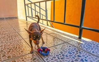 Russisches Spielzeugterrier-Hundeporträt, das verspielt und süß aussieht Mexiko. foto