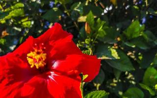 rote schöne hibiskusblütenstrauchbaumpflanze in mexiko. foto