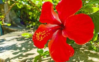 rote schöne hibiskusblütenstrauchbaumpflanze in mexiko. foto