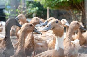 das groß Gruppe von gesund braun Enten im ein inländisch Bauernhof zum das Landwirtschaft Konzept. foto