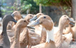 das groß Gruppe von gesund braun Enten im ein inländisch Bauernhof zum das Landwirtschaft Konzept. foto