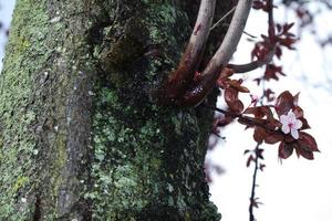 niedrig Winkel Aussicht von Baum und Geäst beim lokal Park foto