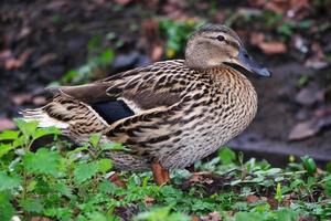 süß Wasser Vögel beim See Seite von lokal Öffentlichkeit Park foto