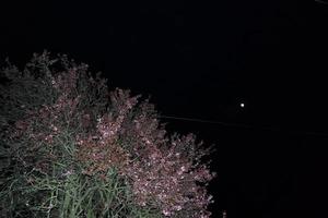 niedrig Winkel Aussicht von Baum und Geäst beim lokal Park foto