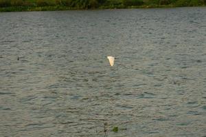 Bewegung verschwommen Vögel fliegen über die Oberfläche des Flusses foto