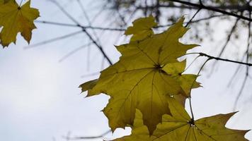 Ahorn Blatt Nahaufnahme. Blau Himmel. verschwommen Hintergrund. Raum zum Text. foto