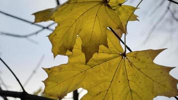 Ahorn Blatt Nahaufnahme. Blau Himmel. verschwommen Hintergrund. Raum zum Text. foto