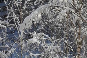 schneebedeckt Baum Geäst nach ein Schneesturm Winter foto