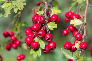 Ast von wild Gebüsch mit rot und Gelb Crataegus Früchte foto