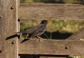 Porträt von ein verbreitet Amsel im das Landschaft von Argentinien foto