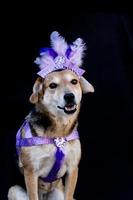 porträt eines karnevals gekleideten hundes mit federn, pailletten und glitzer foto