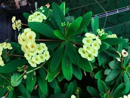 schließen oben Euphorbia Blume blüht im das Garten foto