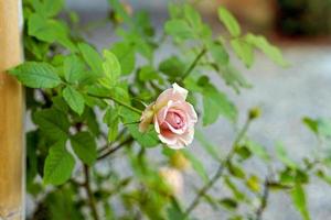 Rosa Rose im das Garten ist sehr schöne. welche ist ein Symbol von wahr Liebe. Sanft und selektiv Fokus. foto