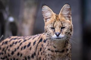 Porträt von ein Serval, Leptailurus Serval foto