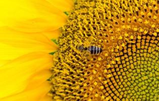Nahaufnahme einer Biene auf einer Sonnenblume
