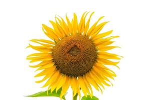 Sonnenblume auf einem weißen Hintergrund foto