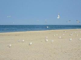 Ruhe Meer Landschaft auf das Strand von das baltisch Meer im Polen mit Möwen auf ein sonnig Tag foto
