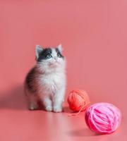 Schwarzweiss-Katze mit Garn auf einem rosa Hintergrund