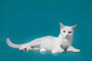 weiße Katze, die auf einem blauen Hintergrund liegt foto