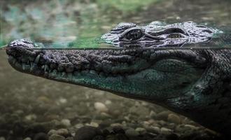 großes Krokodil im Wasser foto