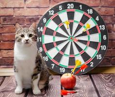 Katze mit Dartscheibe und Apfel foto