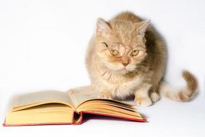 Katze in Lesebrille mit einem Buch foto