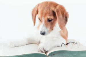 Hund, der ein Buch betrachtet foto