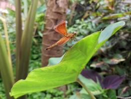 braun Libelle thront auf ein Taro Blatt foto