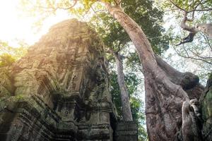 wurzeln eines riesigen gesponnenen baums bedeckt auf dem ta prohm tempel, einer ikonischen touristenattraktion in siem reap, kambodscha. foto