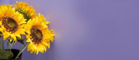 Sonnenblumen sind im ein Vase mit ein lila Hintergrund foto