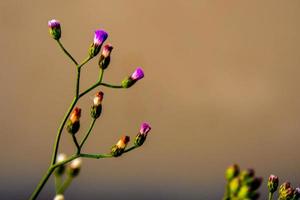 kleine Eisenkrautblume im Morgenlicht foto
