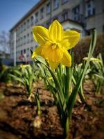 Frühling Gelb Narzisse Blume im das Stadt auf das Hintergrund von das Gebäude foto