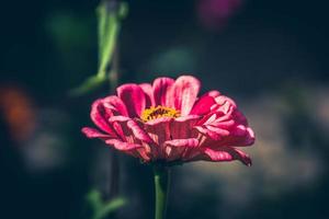 Sommer- Blume im das warm Sonne im ein natürlich Umgebung von das Garten foto