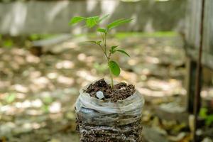 Longan Saat wachsen im ein Besondere Plastik bilden Vor Sein gerührt zu Sein gepflanzt, Pflanze Saat foto
